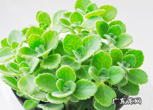 碰碰香多少钱一盆