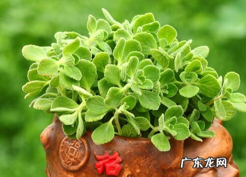 碰碰香多少钱一盆