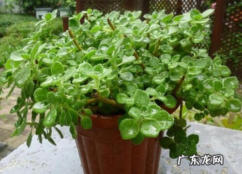 碰碰香多少钱一盆