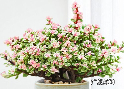 金枝玉叶多少钱一盆