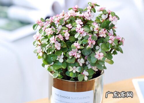 金枝玉叶多少钱一盆