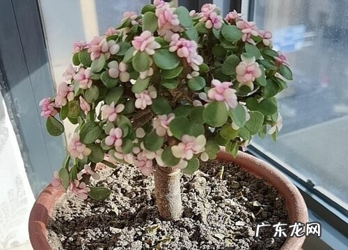 金枝玉叶多少钱一盆