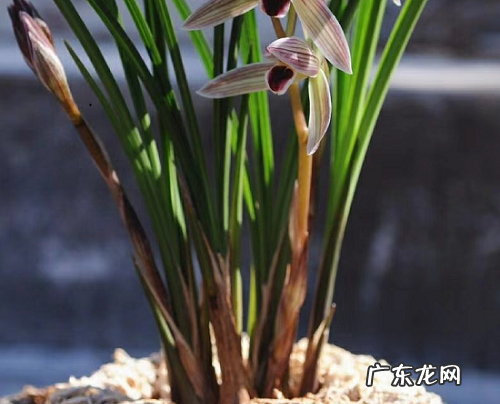 兰花好养吗怎么养 放在家里好养活吗