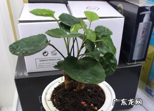 金钱兜开花吗 开花什么样子