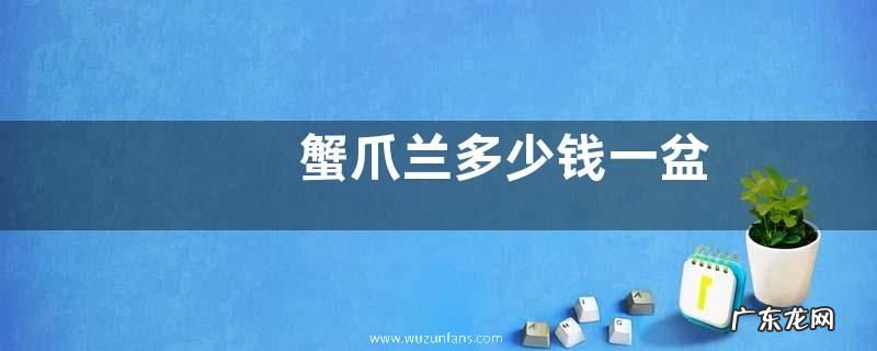 蟹爪兰多少钱一盆