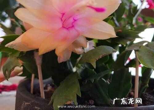 蟹爪兰多少钱一盆