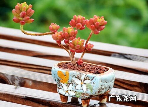 虹之玉扦插多久生根发芽 在几月份扦插最好