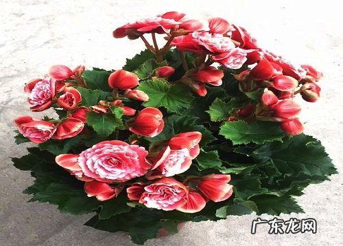 玫瑰海棠花期是什么时候