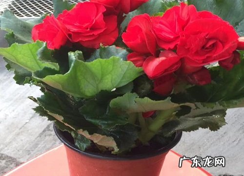 玫瑰海棠花期是什么时候