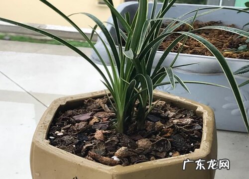 兰花多少钱一盆