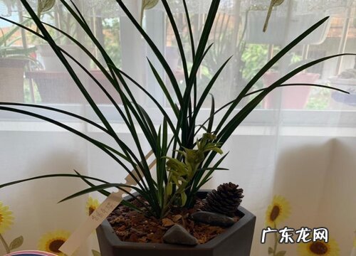 兰花多少钱一盆