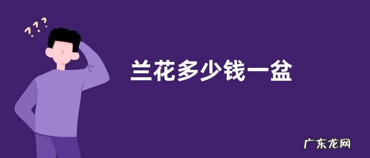 兰花多少钱一盆