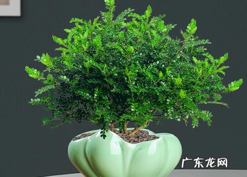 清香木多少钱一盆