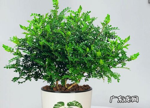 清香木多少钱一盆