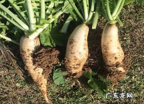 白萝卜几月份种合适