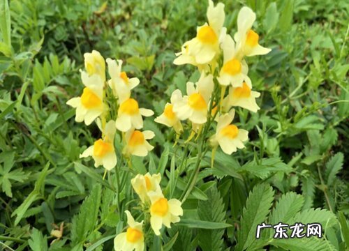 耐寒又耐旱的花卉有哪些