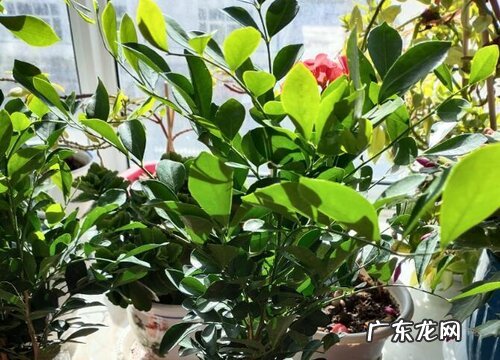 九里香多少钱一盆