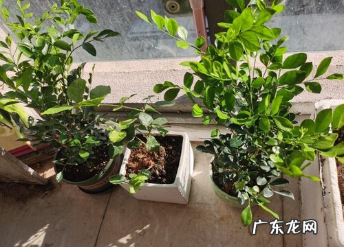 九里香多少钱一盆