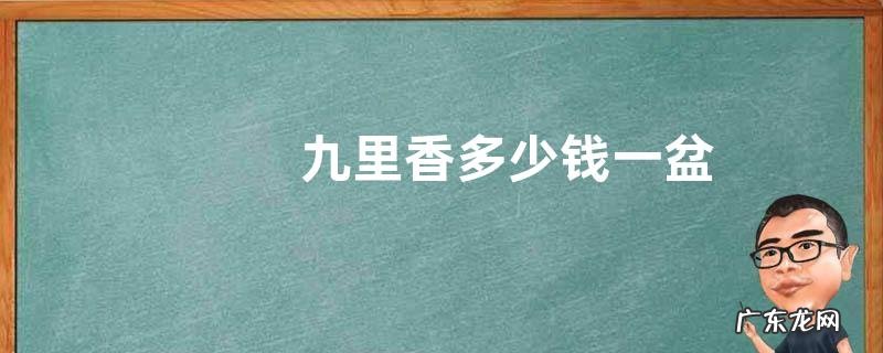 九里香多少钱一盆