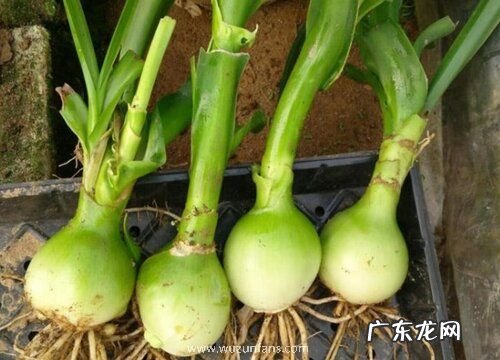 吉祥草花期是什么时候