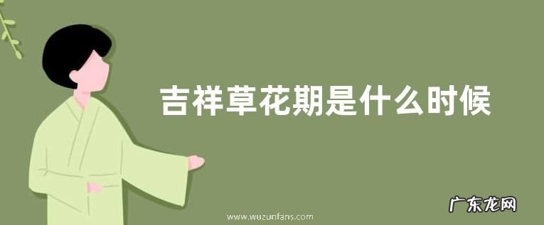 吉祥草花期是什么时候