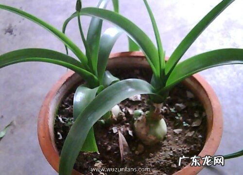 吉祥草花期是什么时候