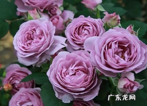 欧月花期是什么时候