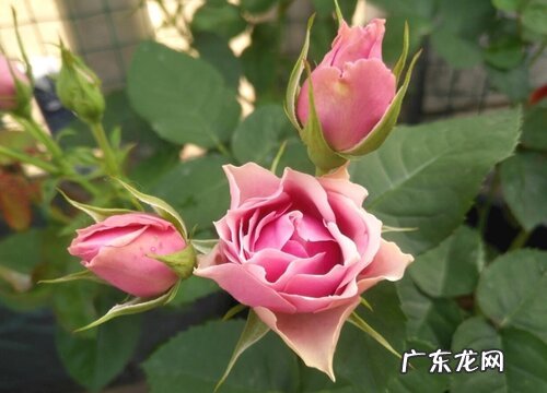 欧月花期是什么时候