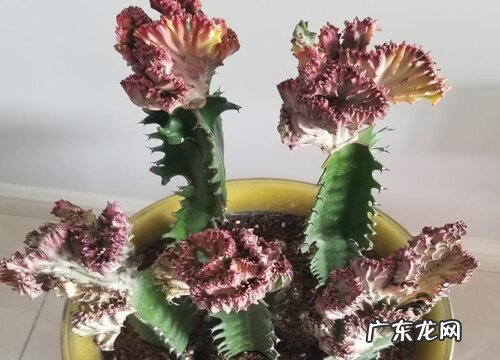 麒麟花可以浇啤酒吗