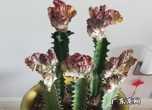 麒麟花可以浇啤酒吗