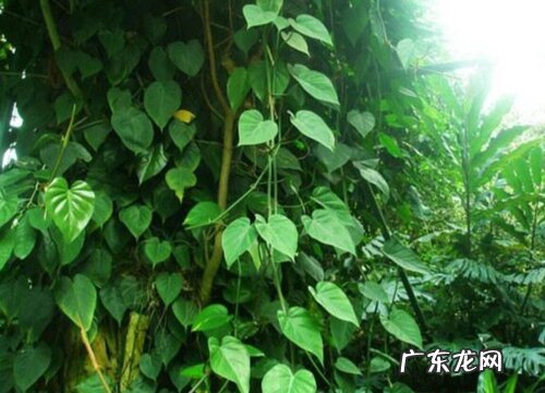 办公室大厅适合放什么植物