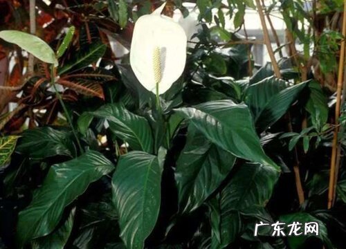 办公室大厅适合放什么植物