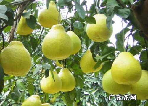 泰国青柚什么时候成熟