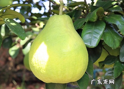 泰国青柚什么时候成熟