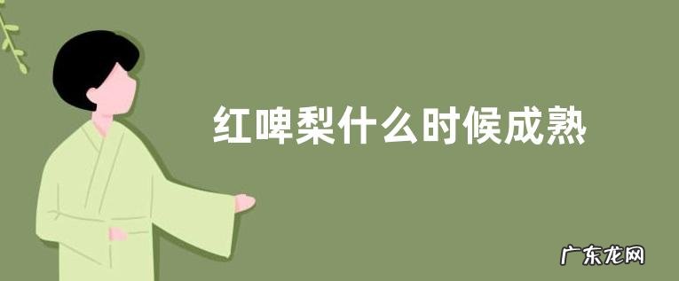 红啤梨什么时候成熟