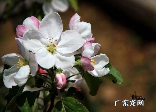 苹果树花期多长时间 花期是什么时候