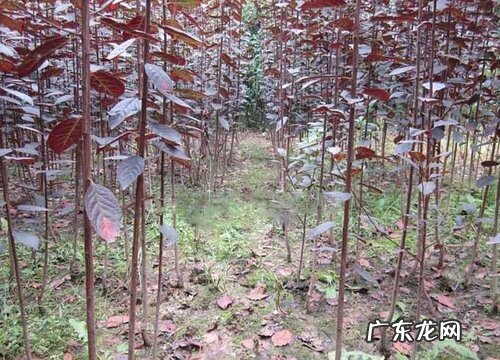 紫叶李花期是什么时候