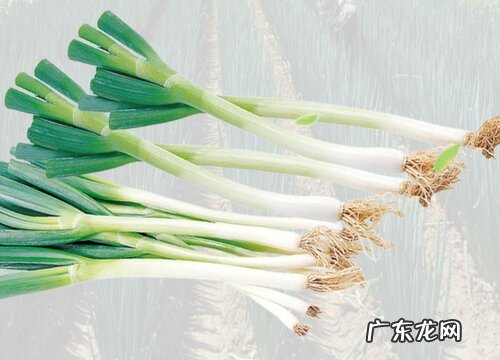 大葱是生吃好还是熟吃好