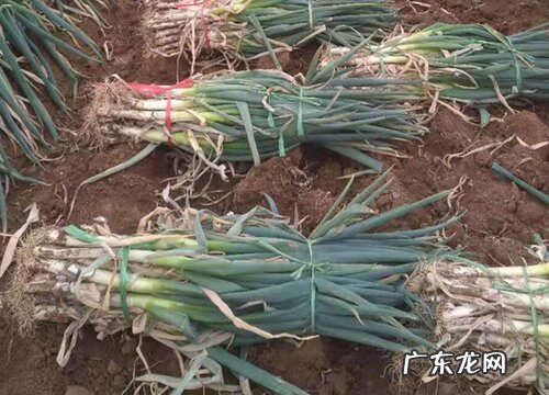 大葱是生吃好还是熟吃好