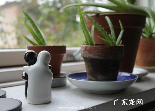 芦荟花期是什么时候