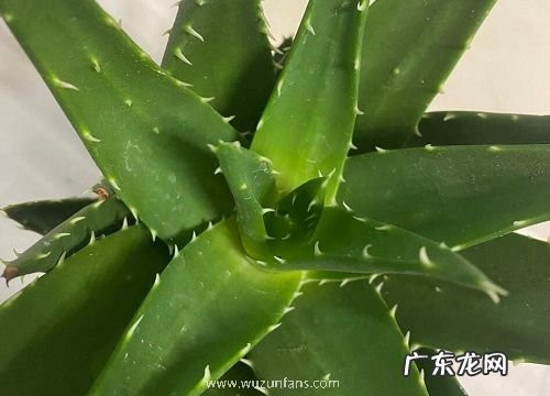 芦荟花期是什么时候