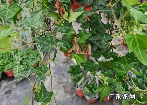 常青藤开花吗 开的花长什么样子