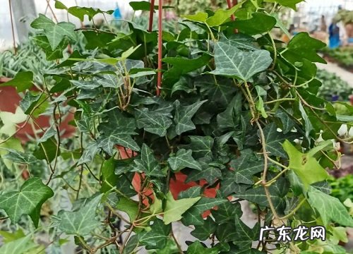 常青藤开花吗 开的花长什么样子