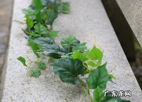 常青藤开花吗 开的花长什么样子