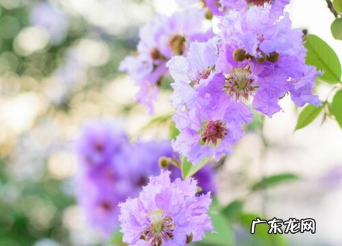 紫薇花花期是什么时候