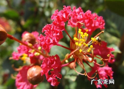 紫薇花花期是什么时候