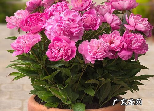 芍药花花期是什么时候