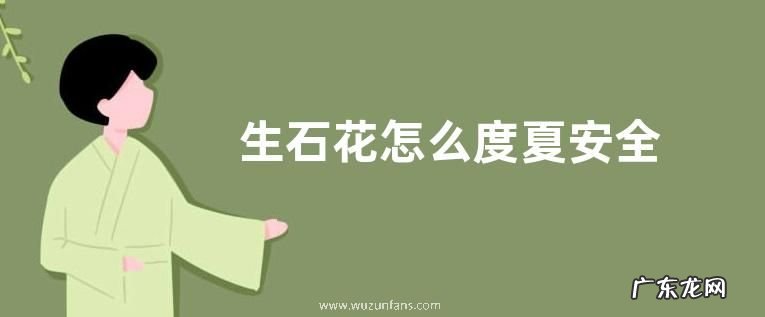 生石花怎么度夏安全