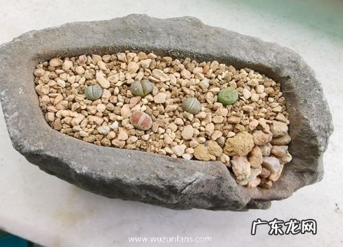 生石花怎么度夏安全