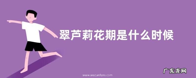 翠芦莉花期是什么时候